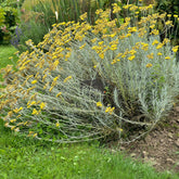 Kerrieplant - Helichrysum italicum subsp. serotinum - Willemse