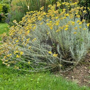 Kerrieplant - Helichrysum italicum subsp. serotinum - Willemse