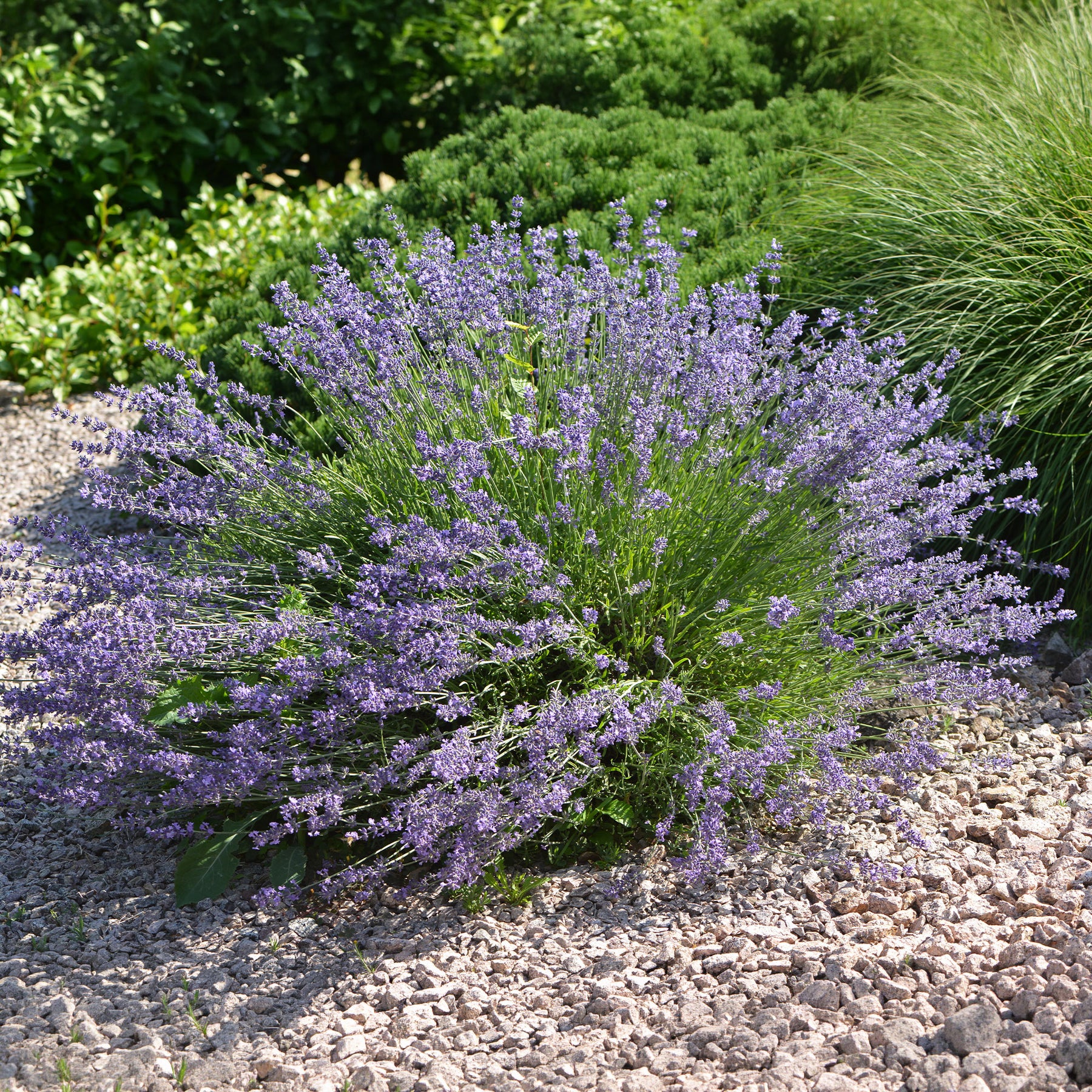 Lavendel 'Dutch' - Willemse