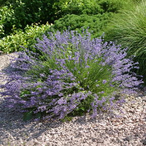 Lavendel 'Dutch' - Willemse