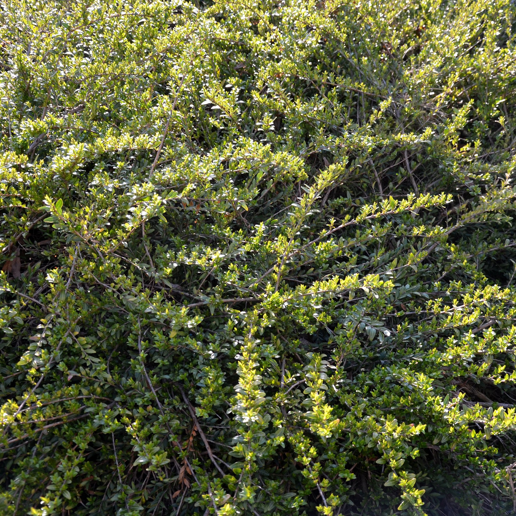 Kamperfoelie 'Moss Green' - Willemse