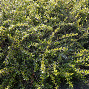 Kamperfoelie 'Moss Green' - Willemse