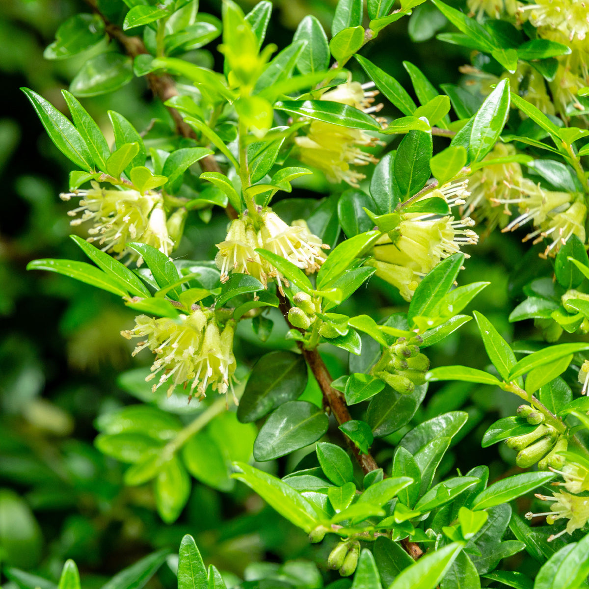 Kamperfoelie 'Moss Green' - Lonicera pileata 'moss green' - Willemse