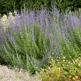 Russische salie 'Little Spire' - Willemse