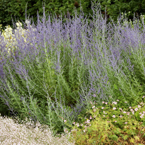 Russische salie 'Little Spire' - Willemse
