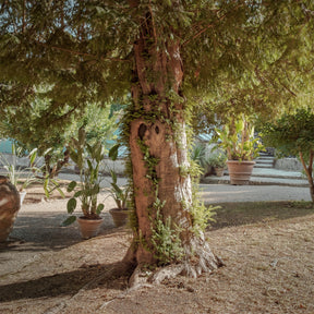 Verkoop Venijnboom - Taxus baccata