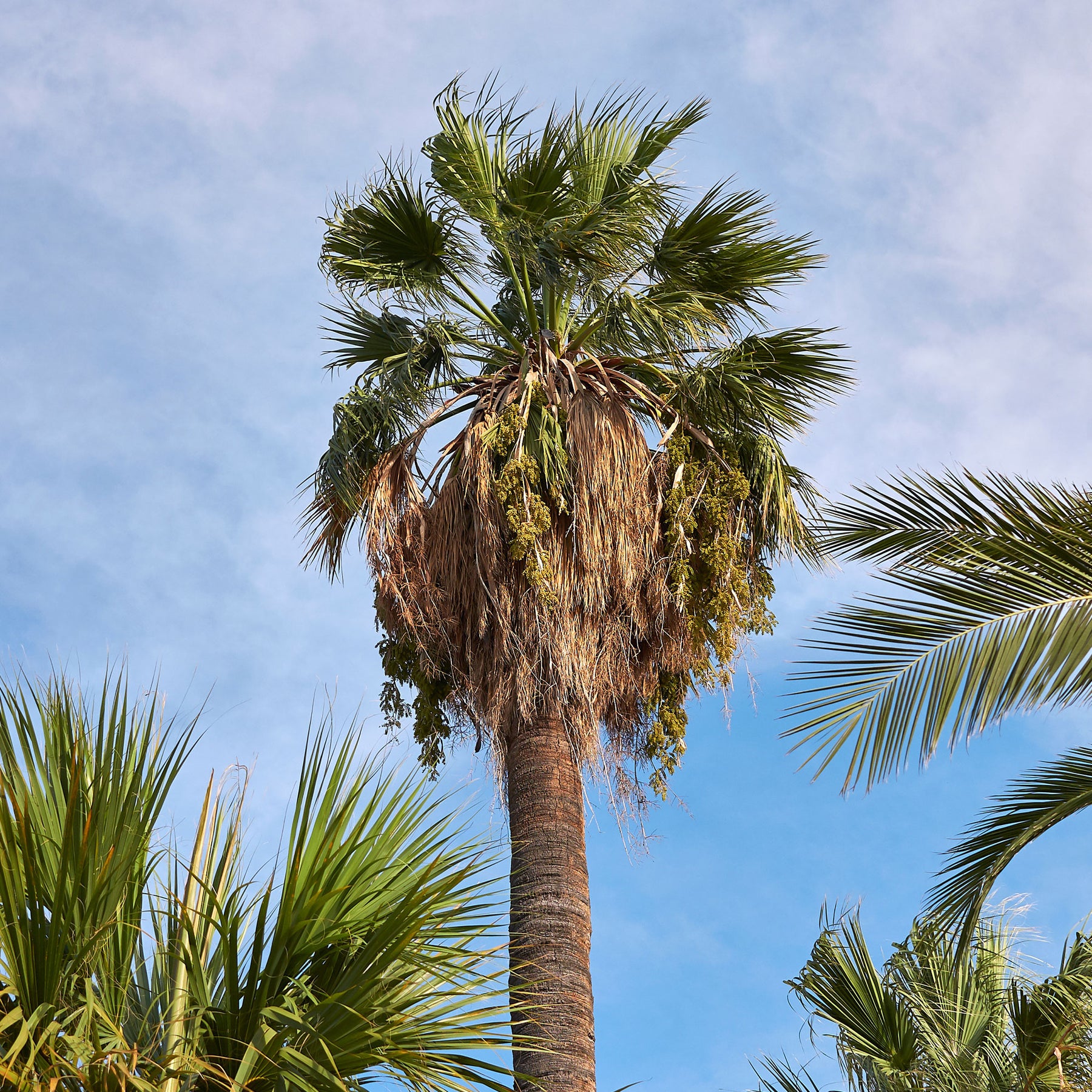 Californische palm - Willemse