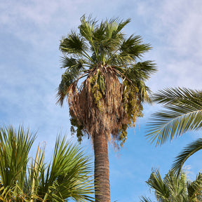 Californische palm - Willemse