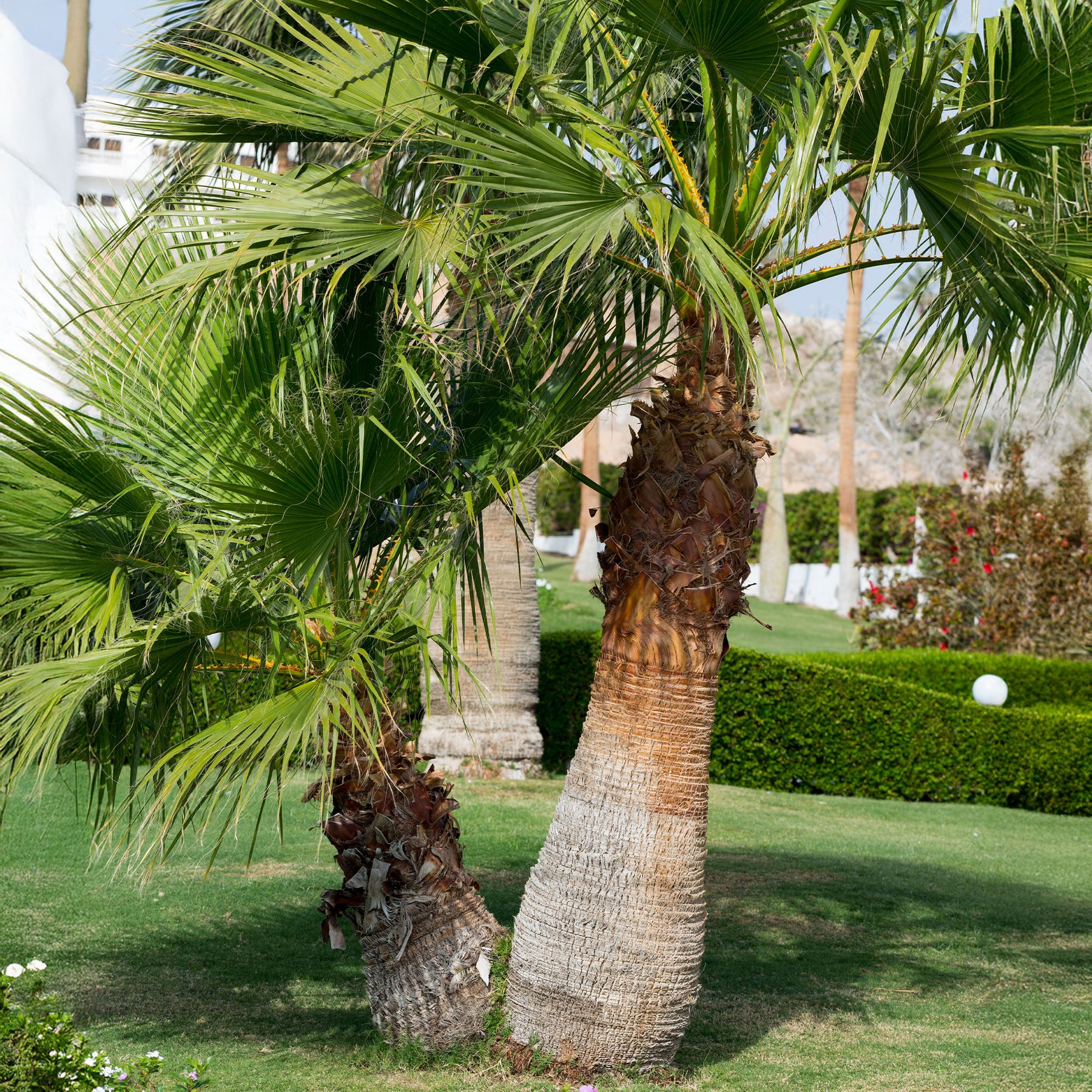 Washingtonia filifera - Californische palm - Palmen