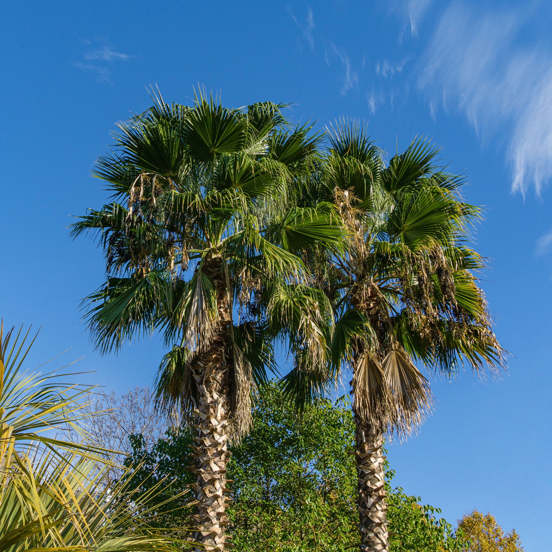 Mexicaanse waaierpalm - Washingtonia robusta - Willemse