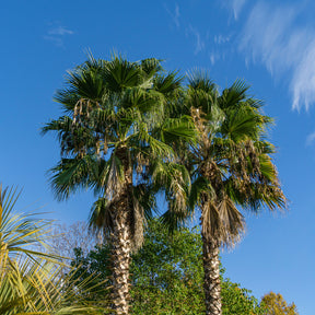Mexicaanse waaierpalm - Washingtonia robusta - Willemse