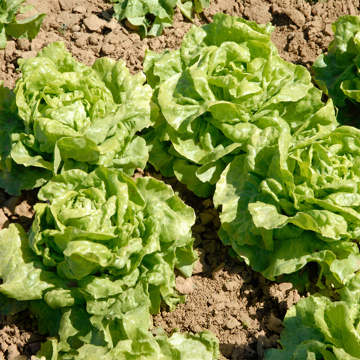 Kropsla 'Novappia' (x6) - Lactuca sativa 'novappia' - Willemse