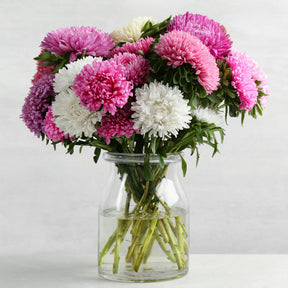 Callistephus chinensis - Zomeraster Mix - Bloemzaden voor perken en borders