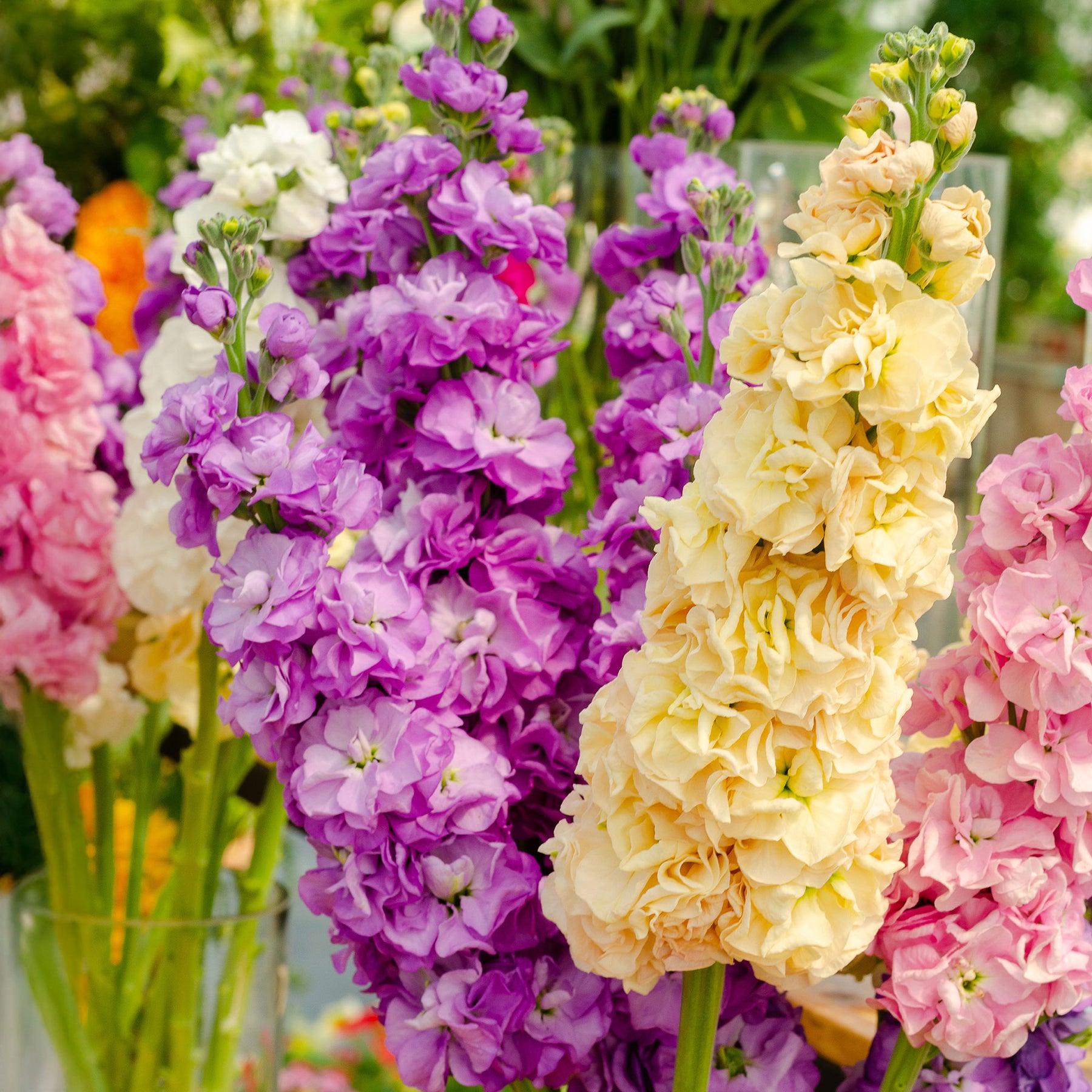 Violier Mix - Matthiola incana - Willemse