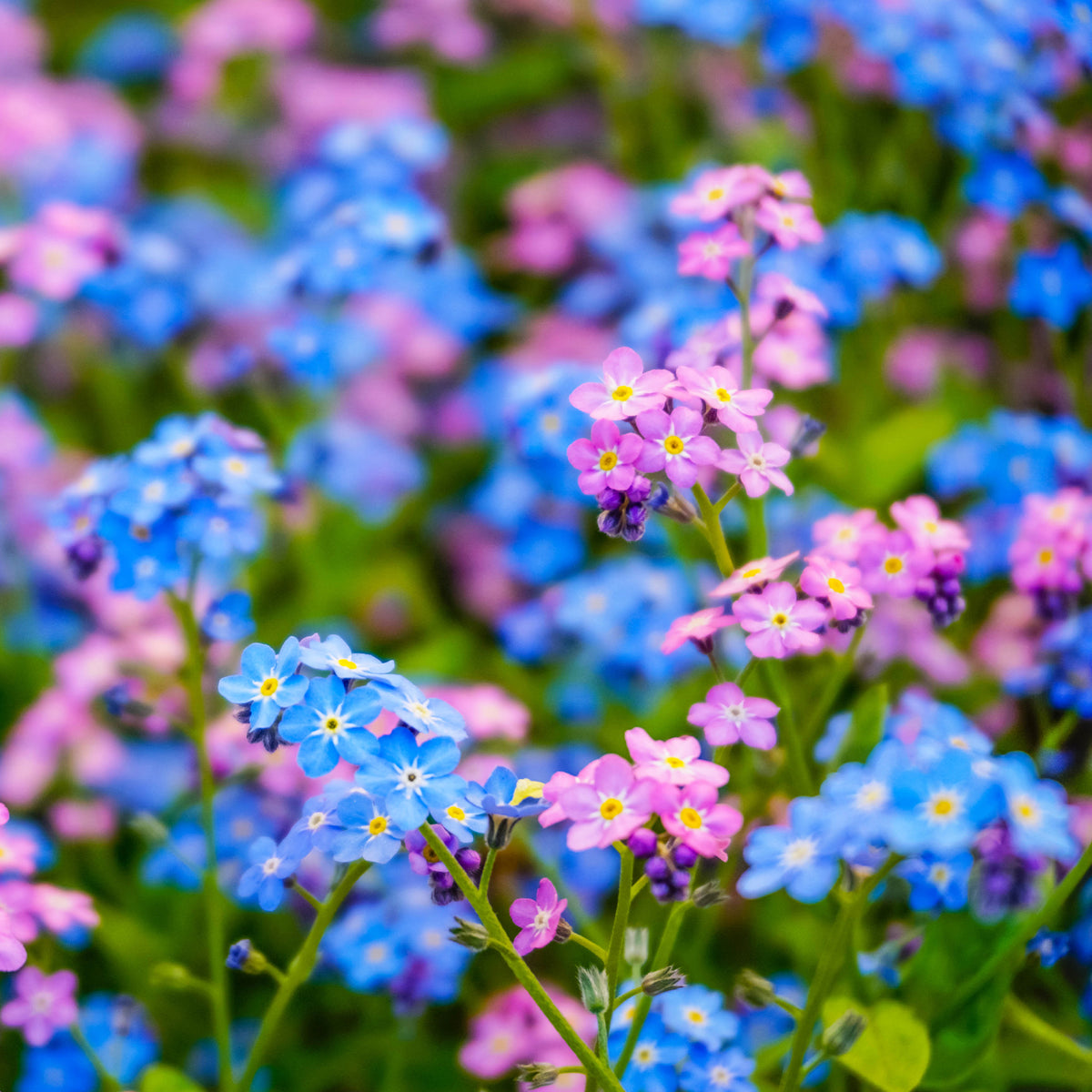 Vergeet-mij-nietje Mix - Myosotis alpestris - Willemse
