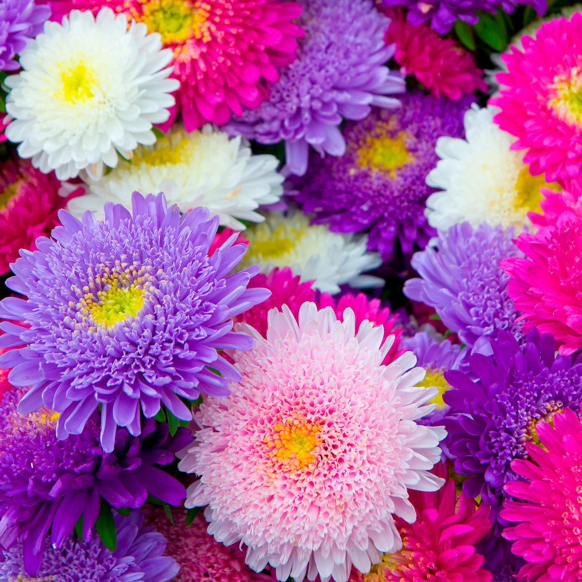Zomeraster Mix 'Super Princess'