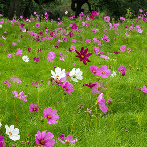 Eetbare bloemzaden - Cosmos 'Sensation' - Cosmos bipinnatus