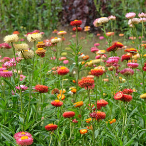 Grootbloemige strobloem Mix - Xerochrysum bracteatum - Willemse