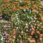 IJsbloem Mix (x3) - Delosperma cooperi - Willemse