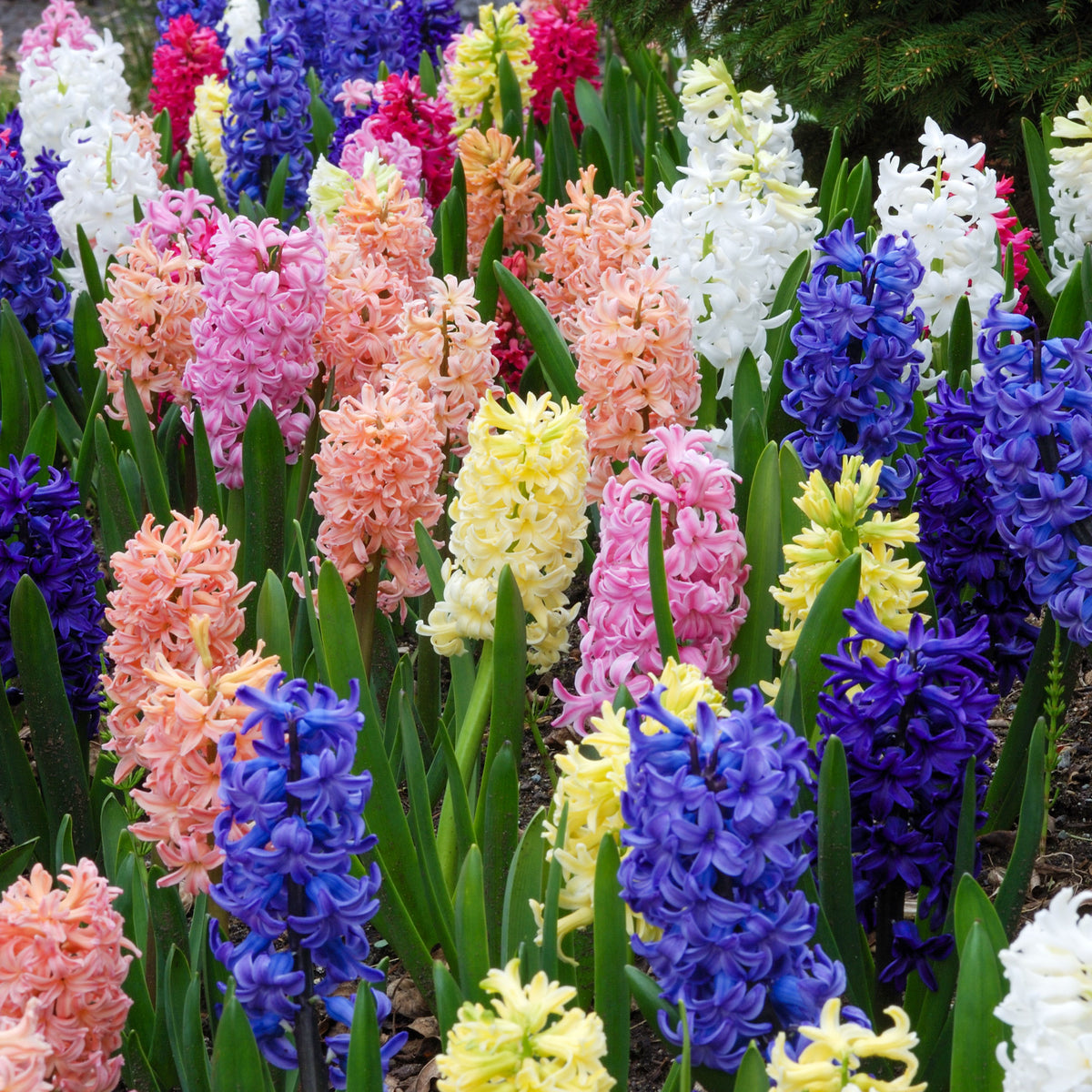 Hyacinthen gemengd - Hyacinthus orientalis - Willemse
