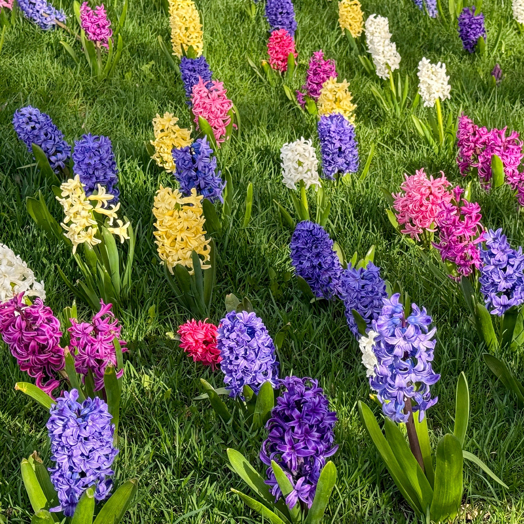 Hyacinthen gemengd - Willemse