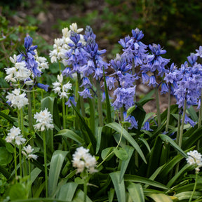 Hyacinthoides gemengd (x5)