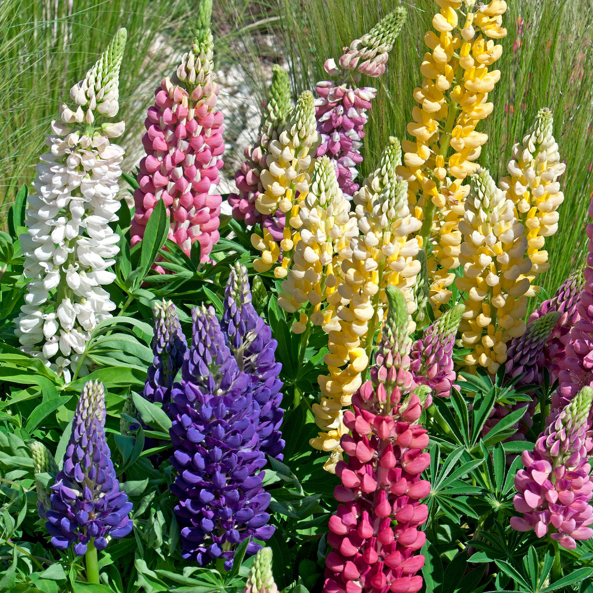Lupine 'Hybrid Russell' (x5) - Willemse