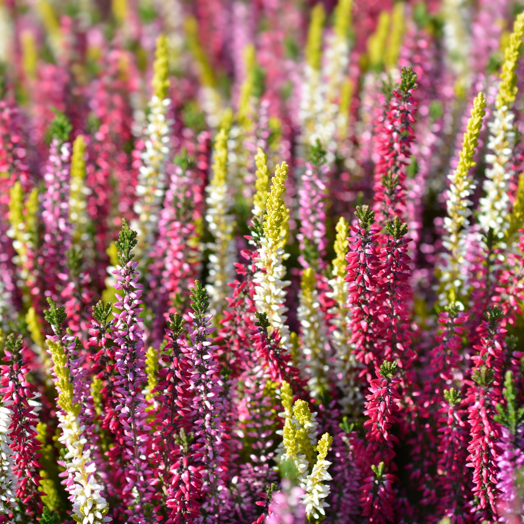 Verkoop Struikheide - rood + roze + geel (x6) - Bloeiende vaste planten