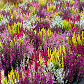 Struikheide - rood + roze + geel (x6) - Bloeiende vaste planten - Willemse