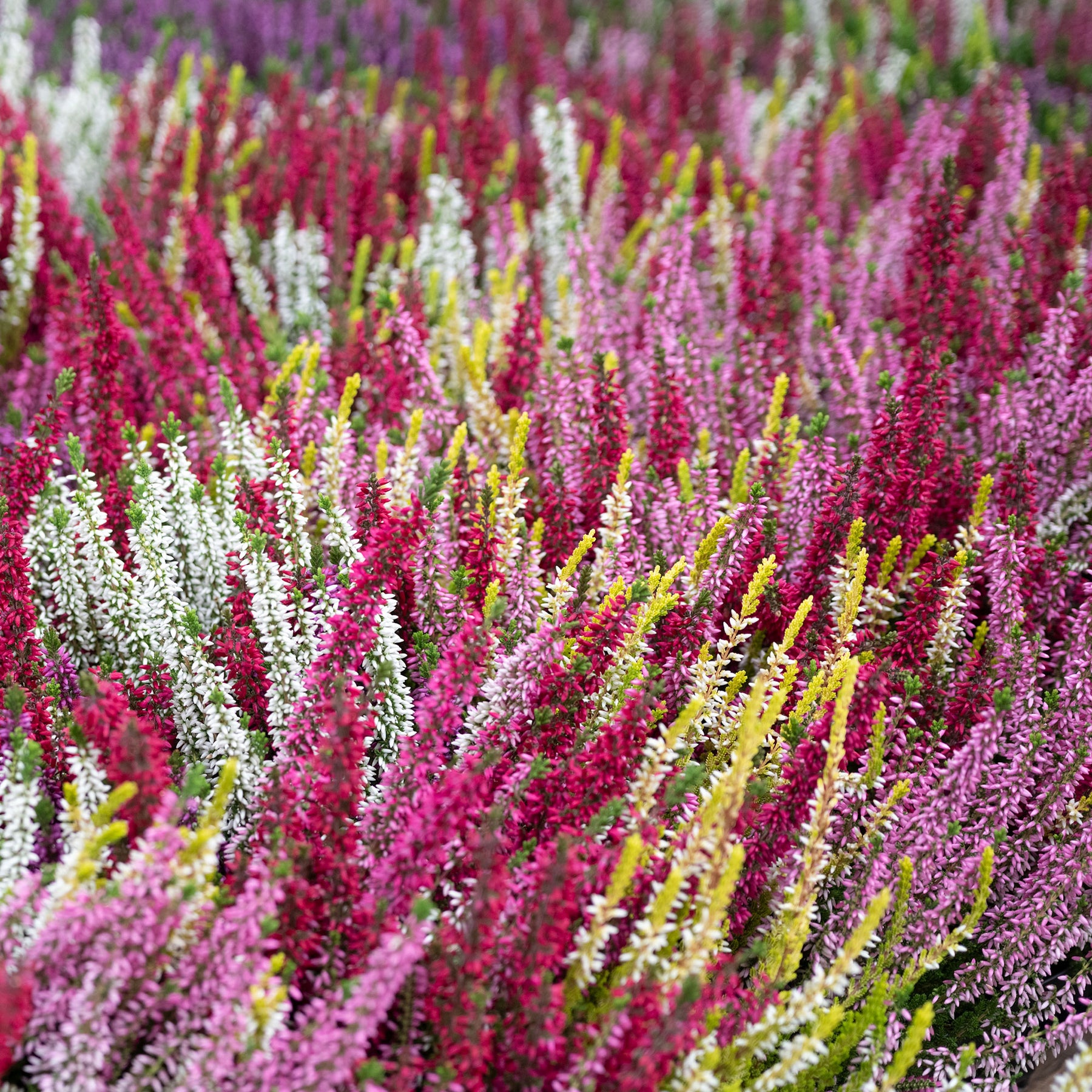 Struikheide - rood + roze + geel (x6) - Calluna vulgaris - Willemse