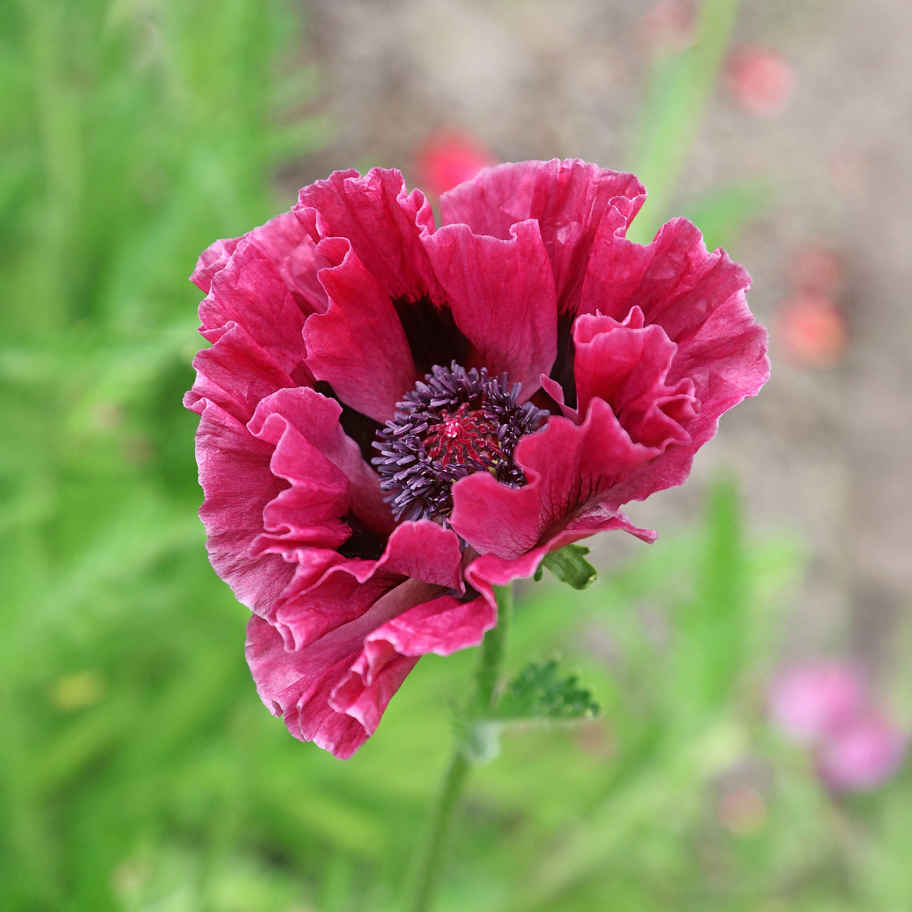 Klaproos 'Manhattan' (x3) - Willemse