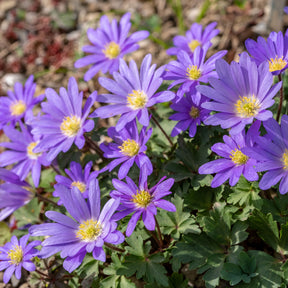 Anemone blanda Blue Shades - Anemone Blanda Blauw (x30) - Anemoon