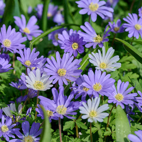 Anemone Blanda Blauw (x30) - Willemse