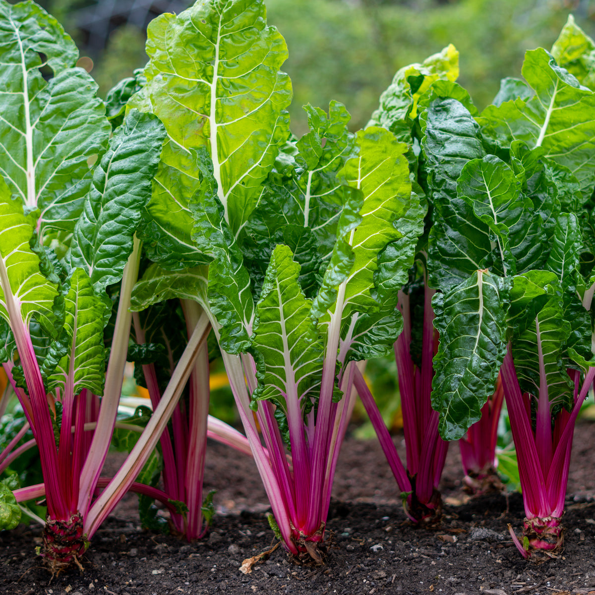 Snijbiet 'Rhubarb Chard' - Willemse