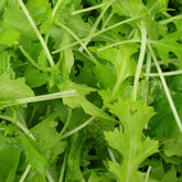 Bladmoes Namenia Bio - Willemse