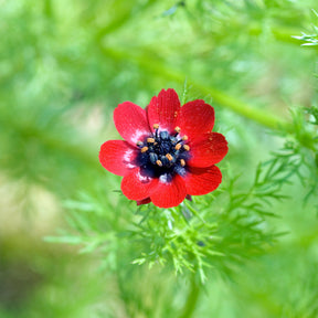 Zomeradonis - Adonis aestivalis - Willemse