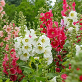 Stokroos Mix 'Antwerp' - Willemse