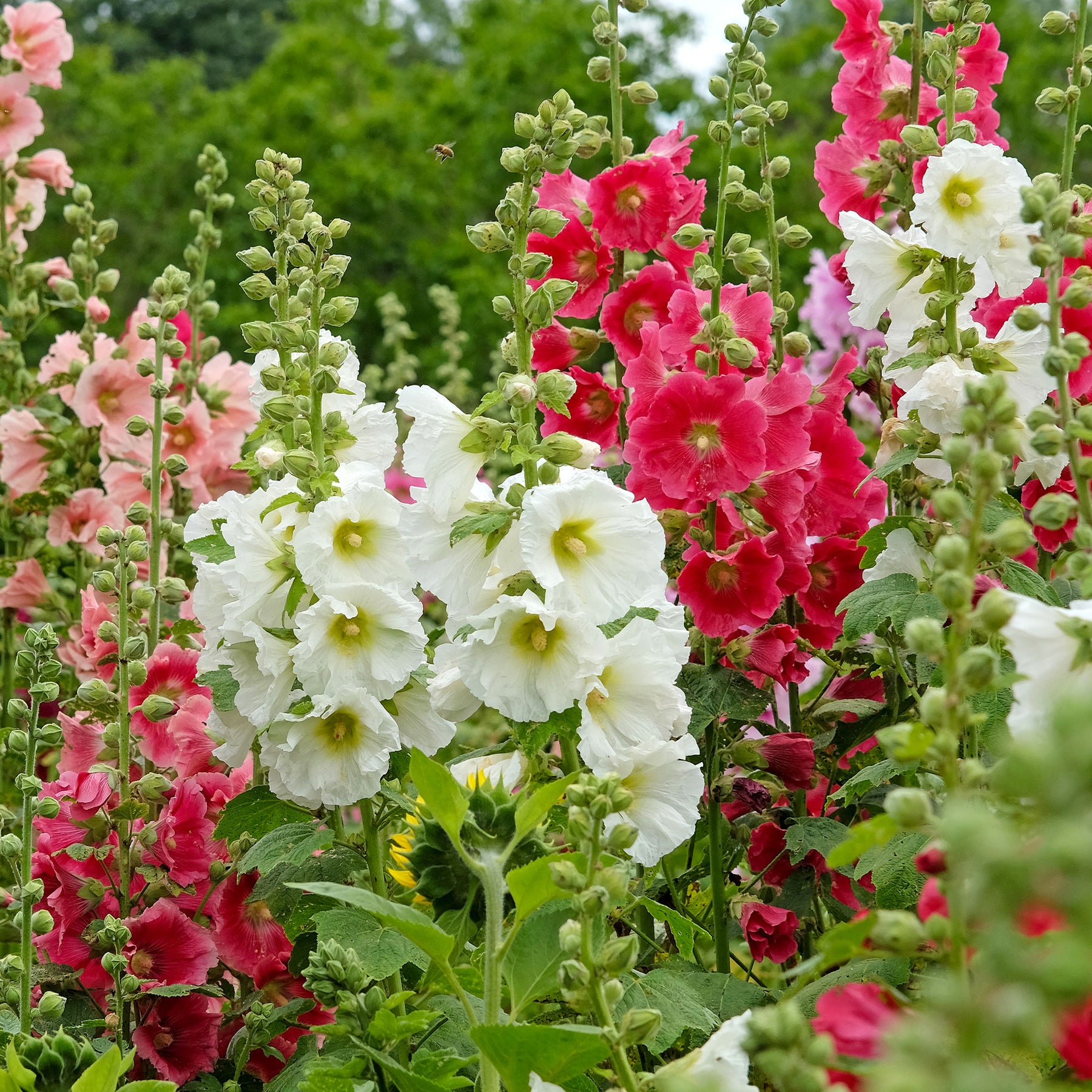 Stokroos Mix 'Antwerp' - Willemse