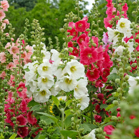 Stokroos Mix 'Antwerp' - Willemse