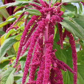 Kattenstaartamarant - Amaranthus caudatus - Willemse