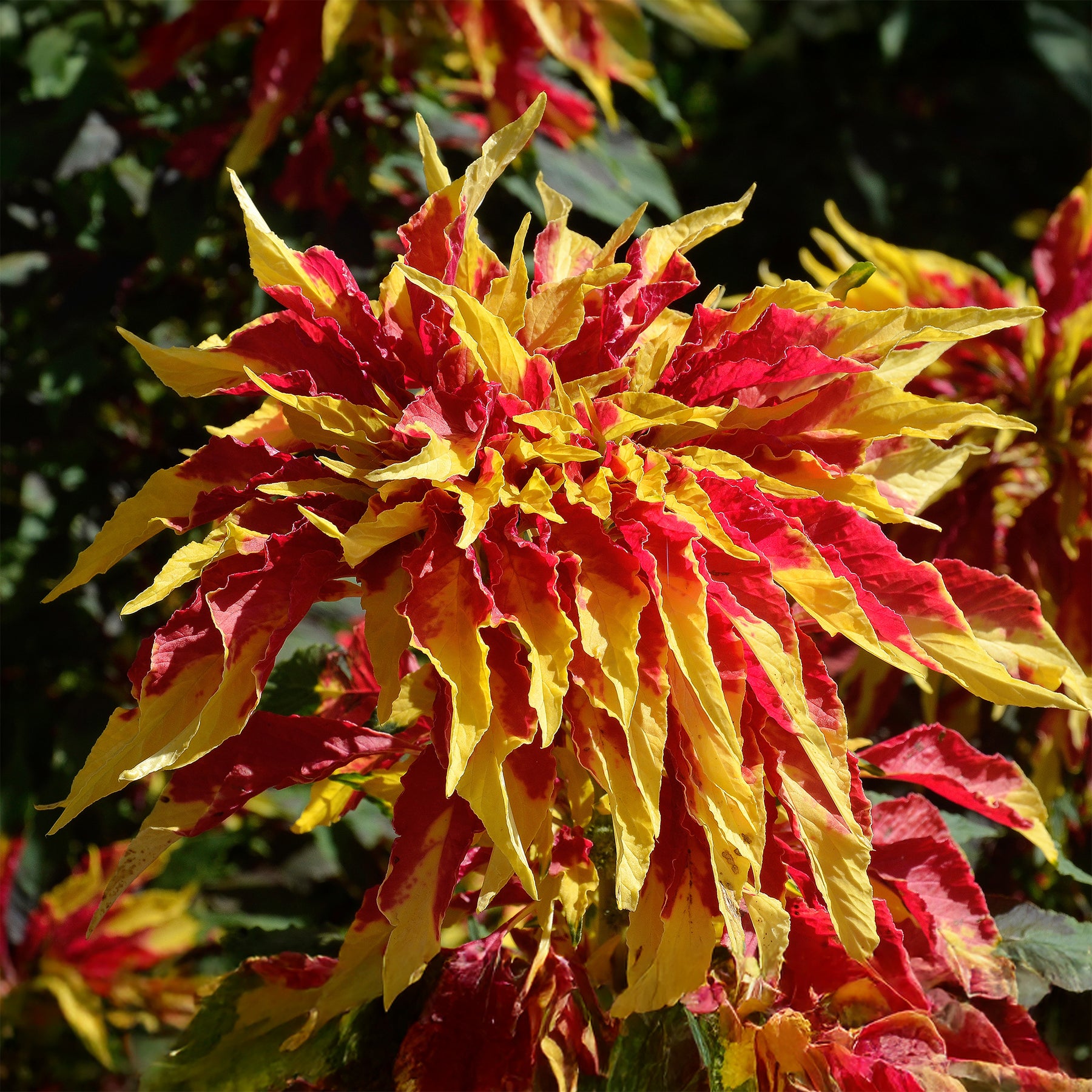 Amaranthus gangeticus - Garden Select - Willemse
