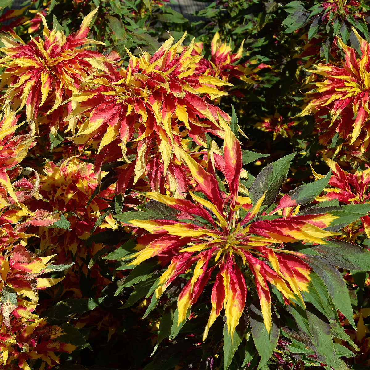 Amaranthus gangeticus - Garden Select - Amaranthus gangeticus Splendens Perfecta - Willemse