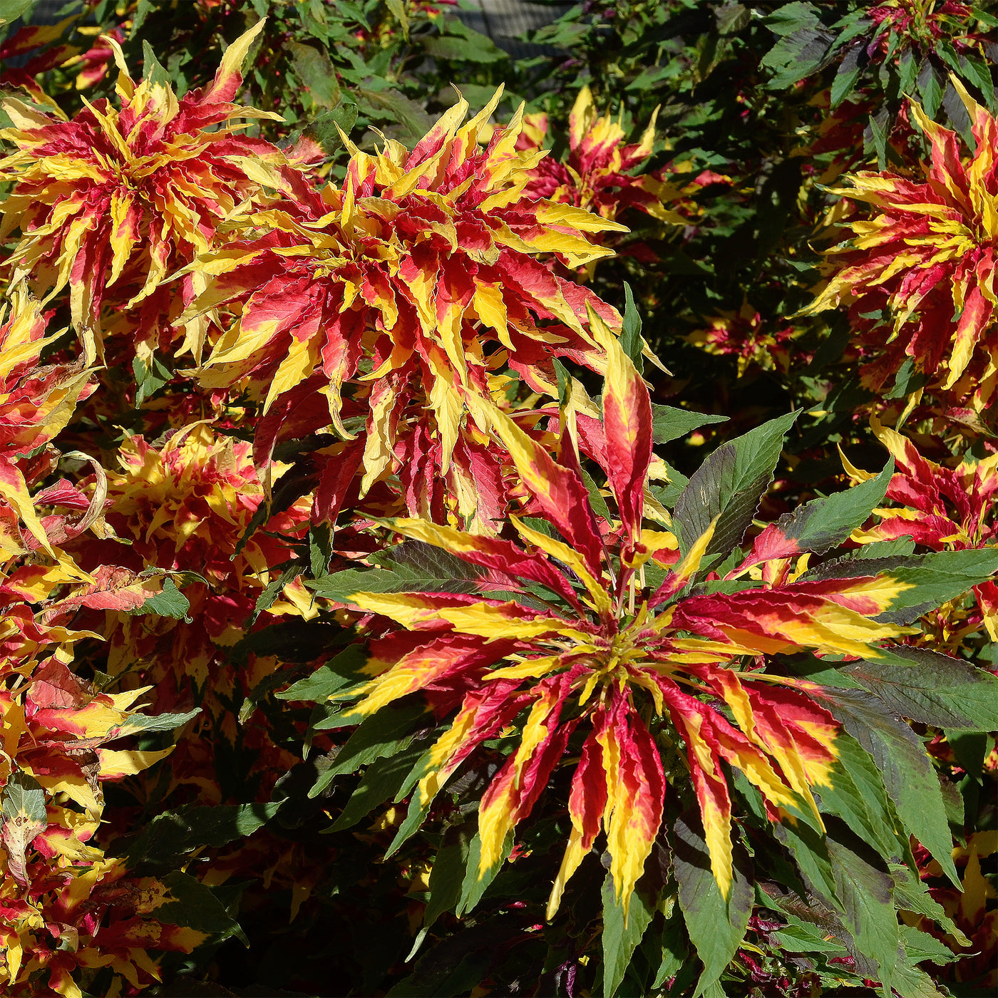 Amaranthus gangeticus - Garden Select - Amaranthus gangeticus Splendens Perfecta - Willemse