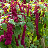 Amarante gibbosus - Dreadlocks - Willemse