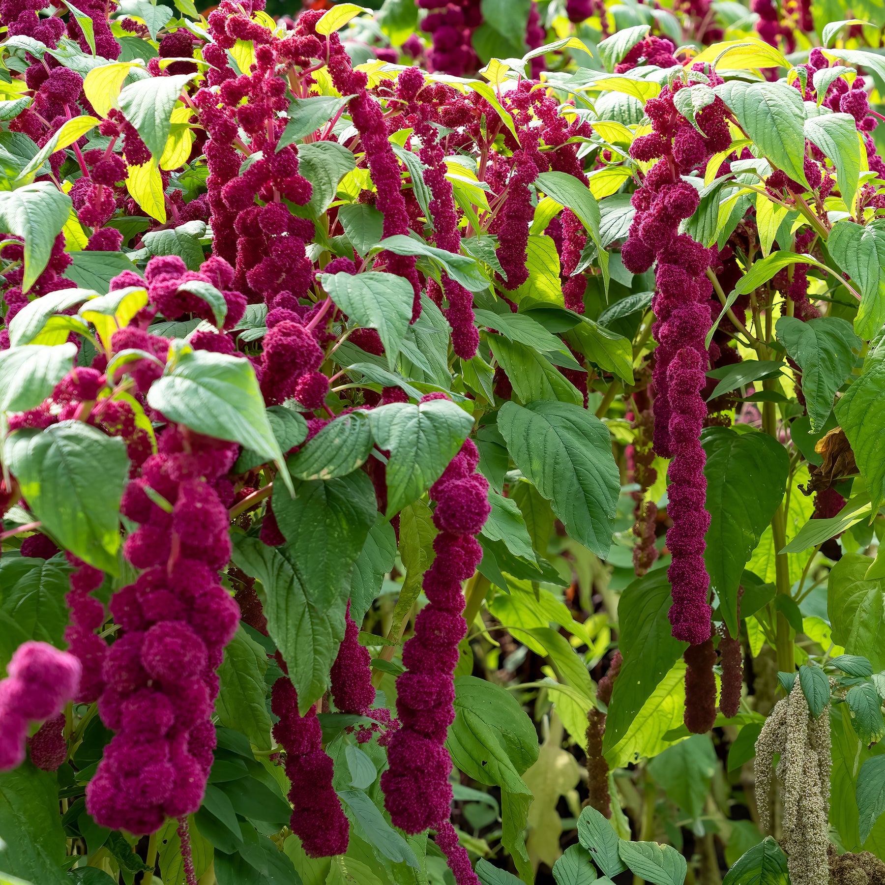Amarante gibbosus - Dreadlocks - Willemse