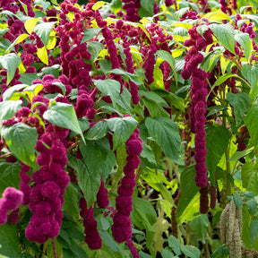 Amarante gibbosus - Dreadlocks - Willemse