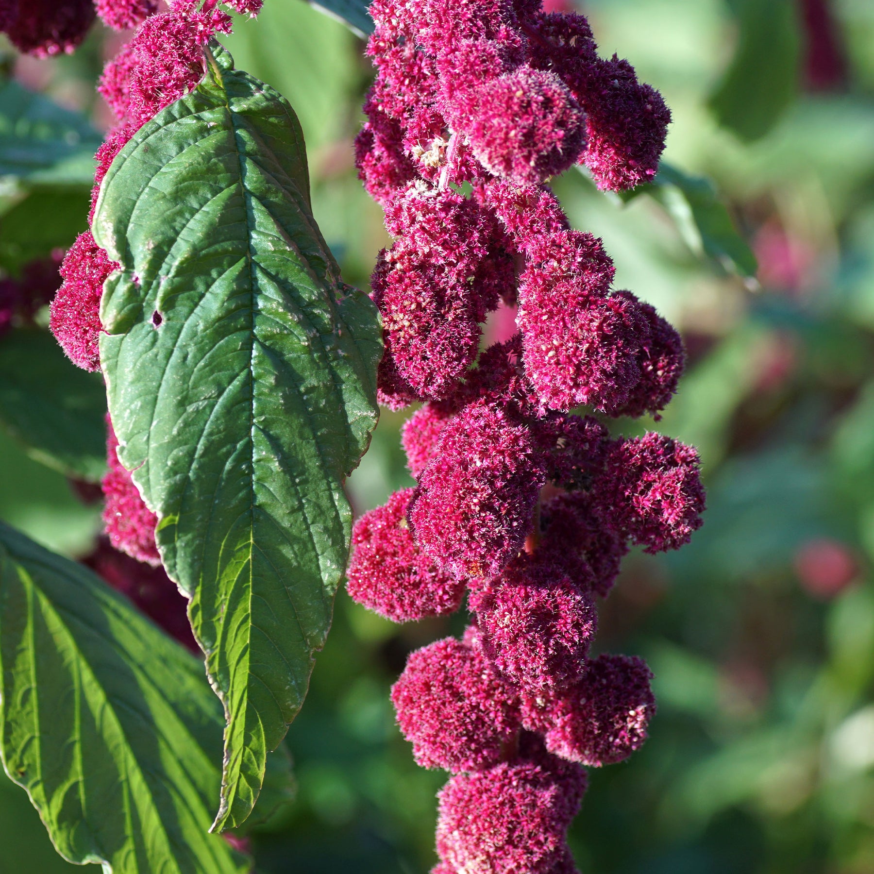 Amarante gibbosus - Dreadlocks - Amaranthus caudatus gibbosus - Willemse