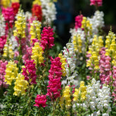 Leeuwebek Antirrhinum majus - Rainbow mix - Willemse