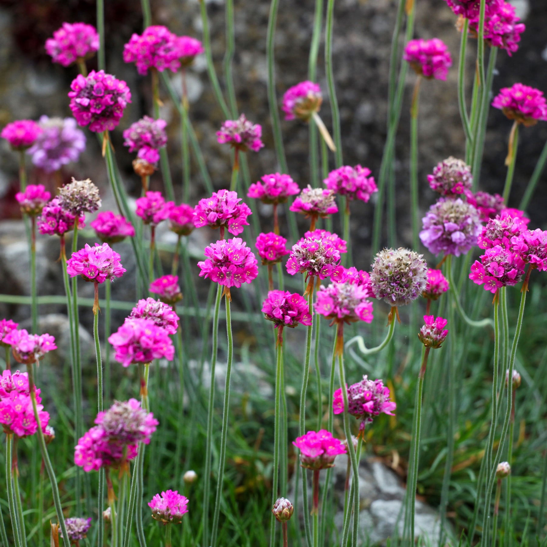 Engels gras 'Splendens' - Willemse