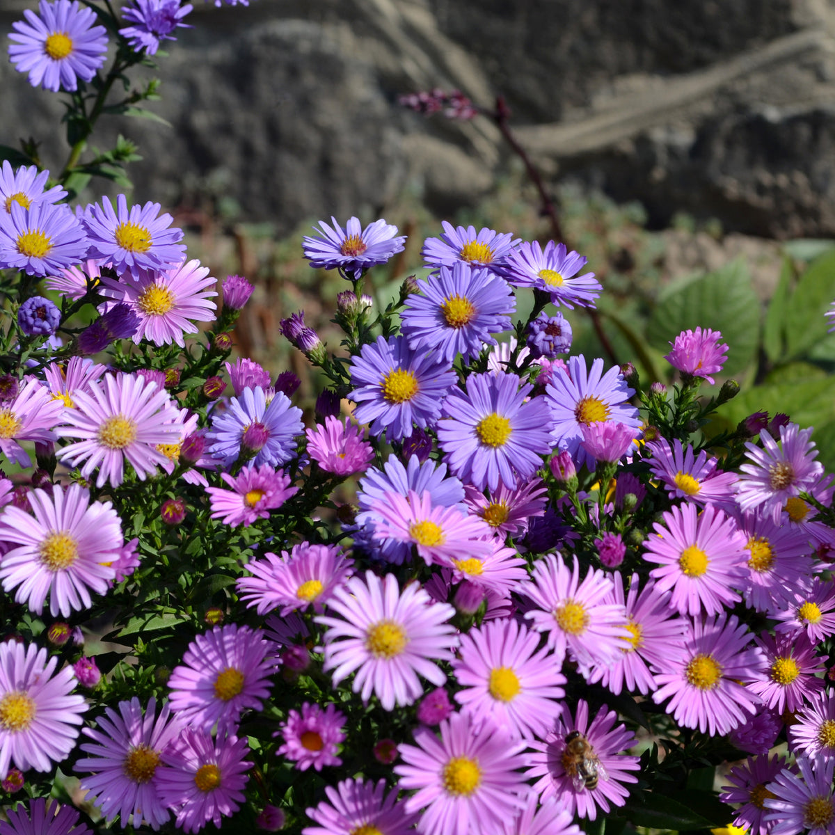 Alpenaster Mix - Aster alpinus - Willemse
